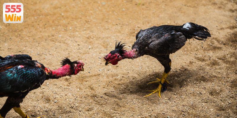 Bí kíp chọn chiến kê đỉnh mỗi trận đấu