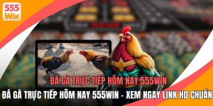 Đá Gà Trực Tiếp Hôm Nay 555WIN - Xem Ngay Link HD Chuẩn