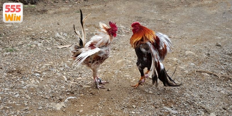 Những mẹo hay giúp tăng tỷ lệ chiến thắng